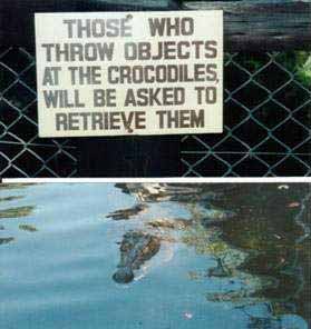 Allegiance - crocs